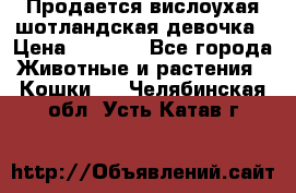 Продается вислоухая шотландская девочка › Цена ­ 8 500 - Все города Животные и растения » Кошки   . Челябинская обл.,Усть-Катав г.